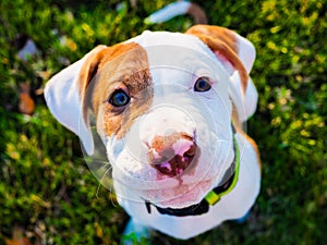 Pitbull Puppy