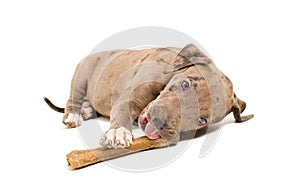 Pitbull puppy chewing bone