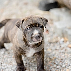 Pitbull puppy dog