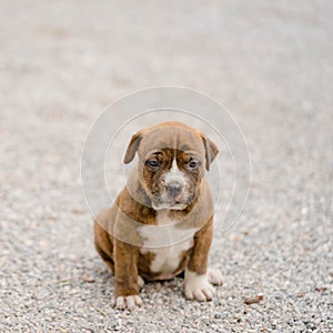 Pitbull puppy dog