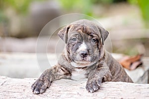 Pitbull puppy dog