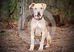 Pitbull puppy dog