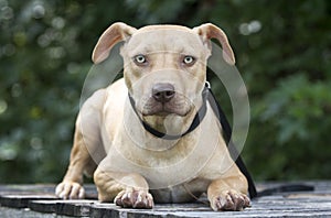 Pitbull puppy dog adoption portrait