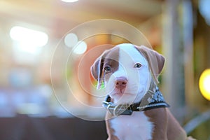 Pitbull puppy dogs adorable on background .