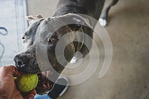 Pitbull puppy is grabbing a tennis ball that is held by a human hand