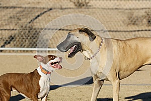 Pitbull puppy and a Great Dane