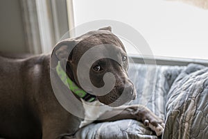 Pitbull puppy has gotten into trouble and sits in time out