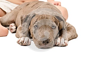 Pitbull puppy lying at the feet of the child