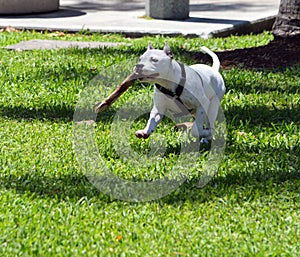 Pitbull puppy playing go fetch.