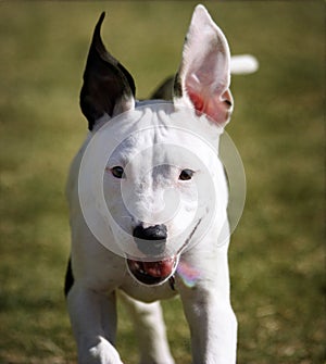 Pitbull Puppy Portrait