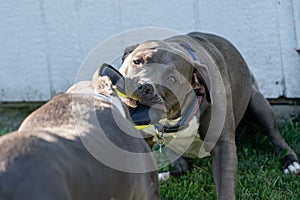 Pitbull puppy is pulling on a toy with a bigger pitbull