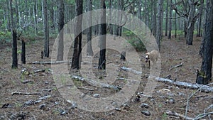 Pitbull Puppy Running in a Forest