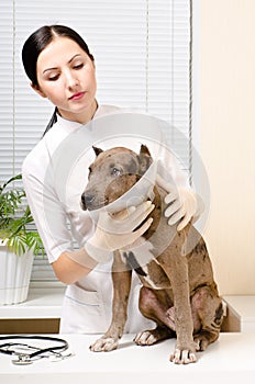 Pitbull puppy at the vet