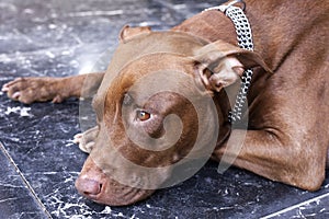 Pitbull red Nose At rest