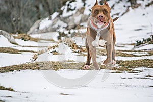 Pitbull rednose running on the snow