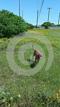 Pitbull running