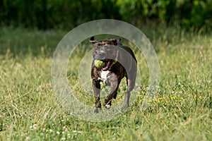 Pitbull running with a ball. Selective focus on the dog