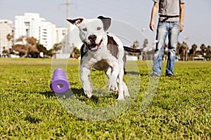 Pitbull Running after Dog Chew Toy