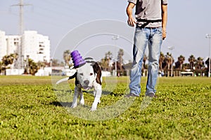 Pitbull Running After Dog Toy on Park Grass