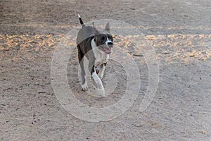 Amerikanischer pitbullterrier laufen 