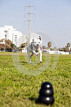 Pitbull Running to Dog Toy on Park Grass