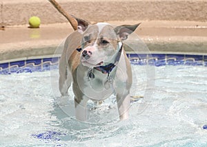 Pitbull standing on the stairs of a swimming pool