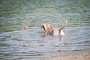 Pitbull terrier beige color on the beach