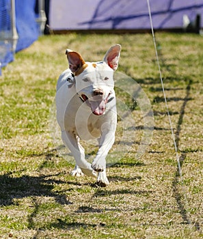 Pitbull terrier chasing a lure