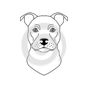 Pitbull terrier dog in line art style