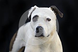 Pitbull Terrier dog portrait on black background