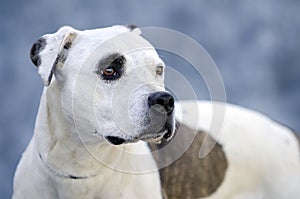 Pitbull Terrier dog portrait on blue muslin background