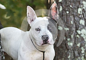 Pitbull Terrier and French Bulldog mixed breed dog