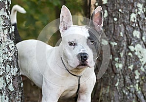 Pitbull Terrier and French Bulldog mixed breed dog