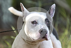 Pitbull Terrier and French Bulldog mixed breed dog wagging tail