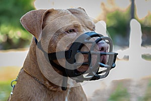 Pitbull Terrier with muzzle