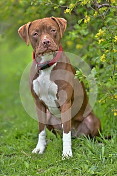 Pitbull Terrier with not cropped ears