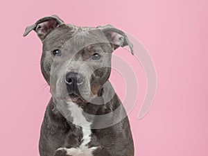 Pitbull terrier in pink
