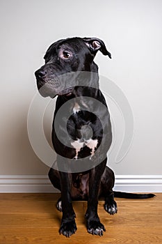 Pitbull terrier sits on a wooden floor