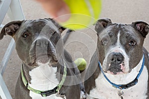 Pitbulls are looking at your tennis ball and waiting to play