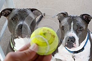 Pitbulls are looking at your tennis ball and waiting to play