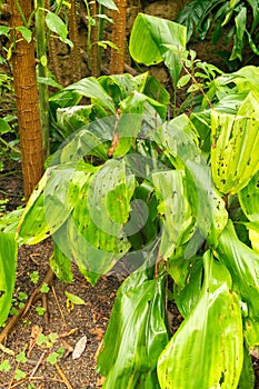 Pitcairnia Undulata plant in Zurich in Switzerland