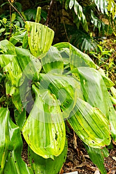 Pitcairnia Undulata plant in Zurich in Switzerland