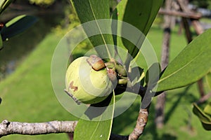 Pitch Apple fruit on tree.