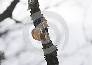 Pitch on the bark of plum tree branch