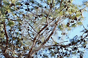 Pitch Pine Cones