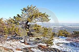 Pitch Pine [pinus rigida]