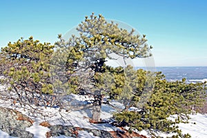 Pitch Pine [pinus rigida] winter snow blue sky photo