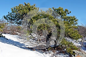 Pitch Pine [pinus rigida] winter snow blue sky photo