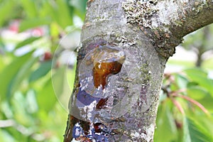 Pitch on a tree in the garden