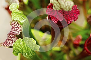 Pitcher ,carnivorous plant,